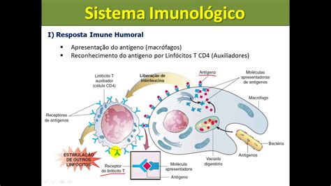 sistema imunologico-1